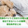 天草のペットと泊まれる宿６選｜宿泊できるペットの種類＆宿泊条件まとめ