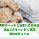 天草のペットと泊まれる宿６選｜宿泊できるペットの種類＆宿泊条件まとめ